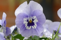 a close up of a purple flower with water droplets