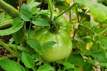 a green tomato plant with a green tomato plant