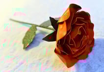 Rose rouge
