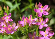 Centaury de Bach Remedy
