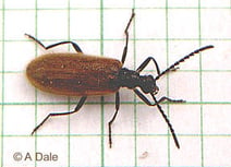 Lagria hirta