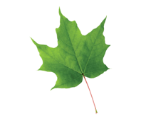 Feuille - palmitinerve