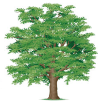 Bois dur ou franc - arbre chêne