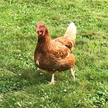 Chicken on the farm - musings, Bound Impressions