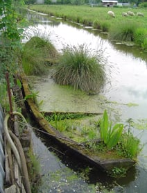bacôve abandonné dans un bras de canal du marais audomarois