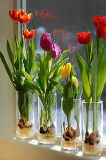 Tulipa em copos