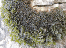Lichen - Genre Lathagrium