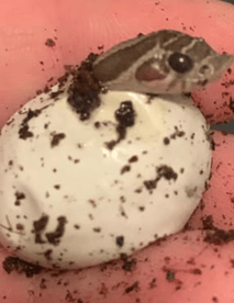 Baby Hognose poking its head out of the egg