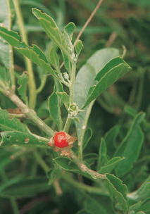 Withania somnifera - Ashwagandha