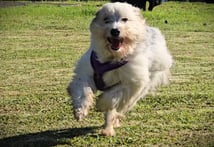 dressage chien Guadeloupe