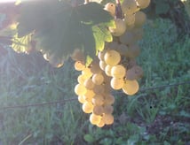 Vigne, raisin Amboise, Montlouis, AOP Touraine Amboise, Montlouis, Touraine