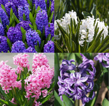 plantes, fleurs, livraison gratuite tombe, cimetiere Sepulture49