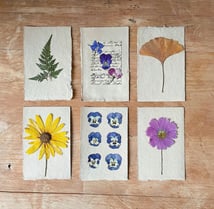 création d'herbier