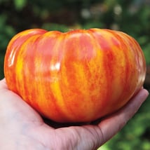 Big Rainbow Beefsteak Tomato