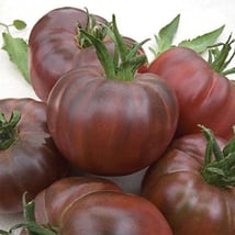 Black Russian Tomato