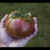 Cherokee Purple Tomato