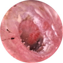 endoscopia veterinaria otoscopia oido timpano