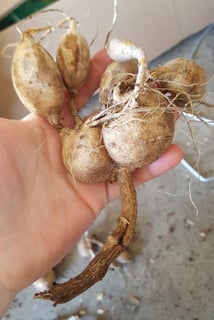 Dahlia tuber clump ready to plant