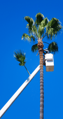 man pruning palm trees in honolulu, hawaii