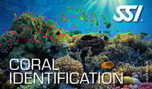 a coral reef with a coral reef and coral reefs