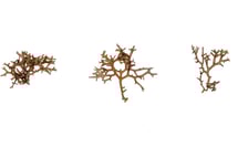 Hypnea sp.