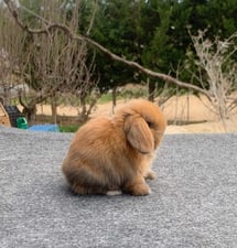 mini-lop