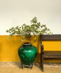 plante intérieur
