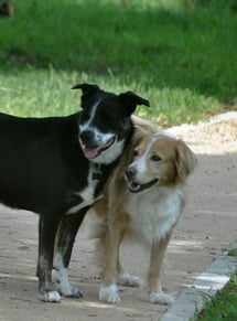 Thor et sa copine Lufie