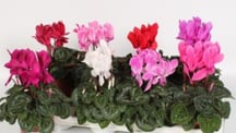 plantes, fleurs, livraison gratuite tombe, cimetiere Sepulture49
