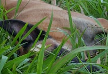 dressage respectueux chien Guadeloupe