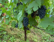 Vignes, raisin Amboise, Montlouis, AOP Touraine Amboise, Montlouis, Touraine