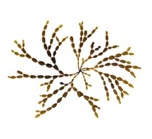 Hormosira banksii