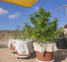 Outdoor Cannabis Plants in Malta