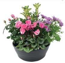 plantes, fleurs, livraison gratuite tombe, cimetiere Sepulture49