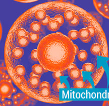 mitochondria