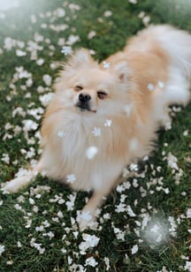 Chien détendu
