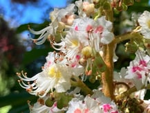Terapia Holistica, Esencias Florales, Holistic therapy, Flower essence