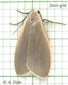 Dingy Footman moth