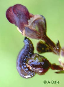 Figwort weevil larva