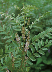 Glycyrrhiza glabra - réglisse