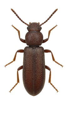 le lyctus