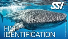 a whale shark fish fish fish fish and fish in the water