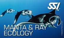 a manta ray ray ray ray ray ray ray ray ray ray ray ray ray