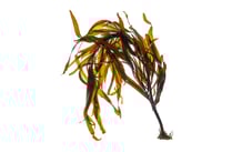 Seirococcus axillaris