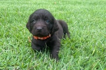 AKC Boykin Spaniel Female Ready to Go home June 18th.