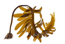 Tasmania . lutruwita Seaweeds