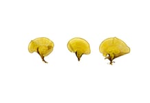 Futuna Seaweeds