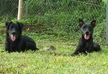 éducation canine