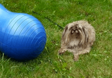 agility