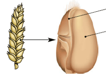 fruit sec indéhiscent - caryopse - grain de blé